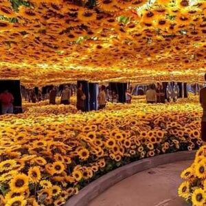 Meet your Posher, Magic Now 🪄